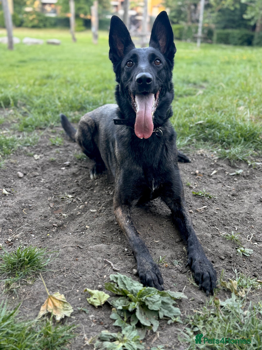 Belgian Shepherd Dog dogs for sale: Belgian Malinois – Female - Image 2