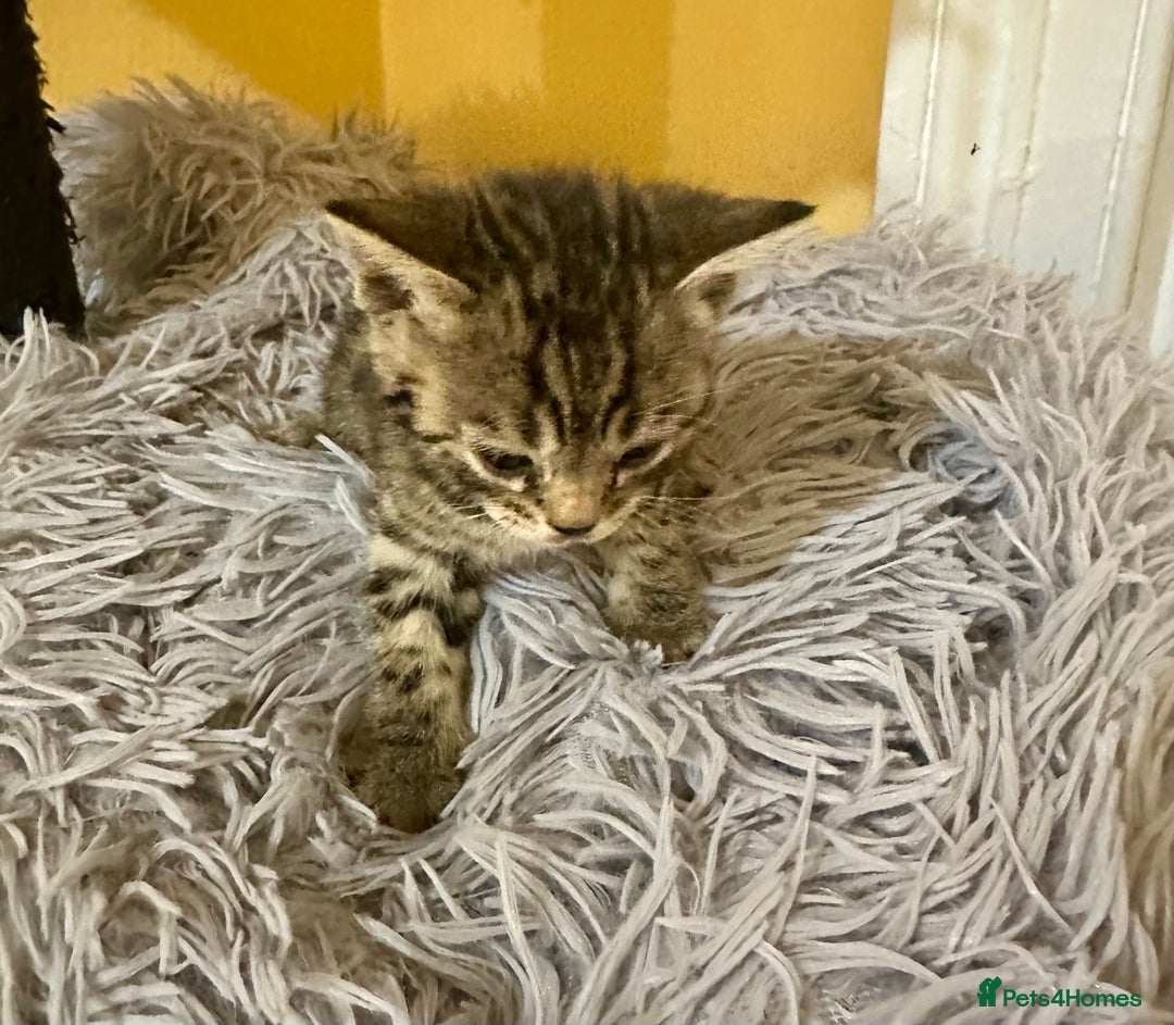 Bengal cats for sale: Stunning GCCF Registered Bengal Kittens  - Advert 19