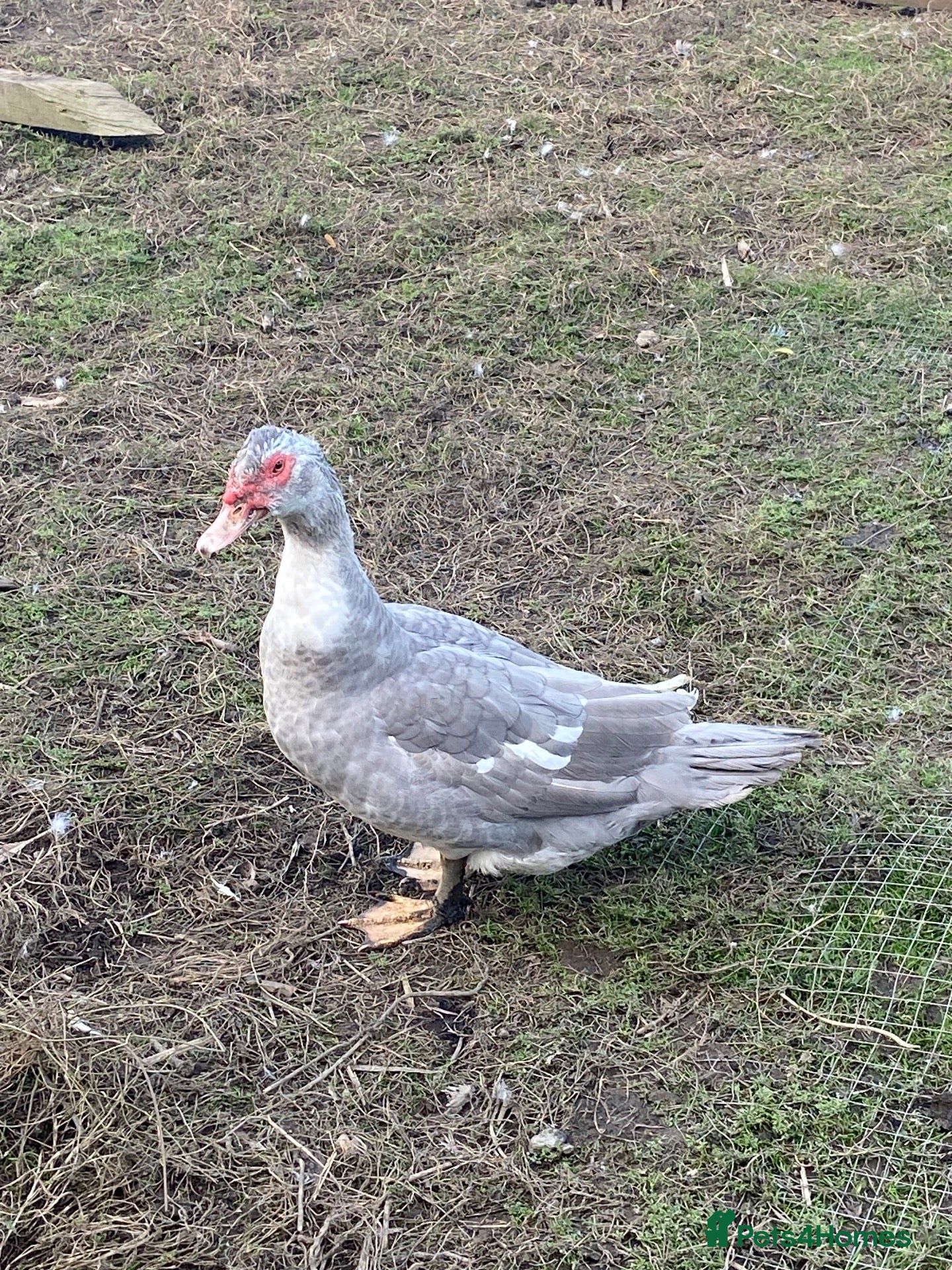 Ducks poultry Muscovy male duck - Advert 2