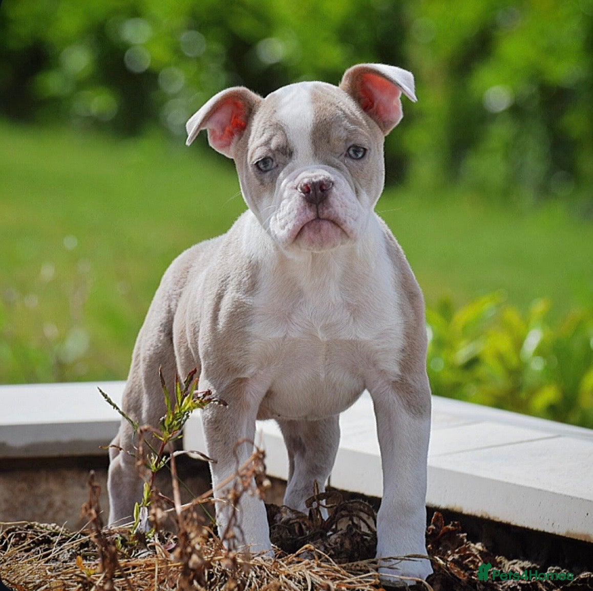 Old Tyme Bulldog dogs 23 YEARS, EXPERIENCE, 5 STAR RATED, LICENSED - Advert 8