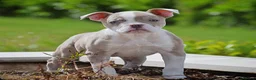 Old Tyme Bulldog dogs for sale: 23 YEARS, EXPERIENCE, 5 STAR RATED, LICENSED - Advert 4