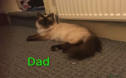 Mixed Breed cats for sale: Beautiful Picasso Ragdoll x kittens - Image 5