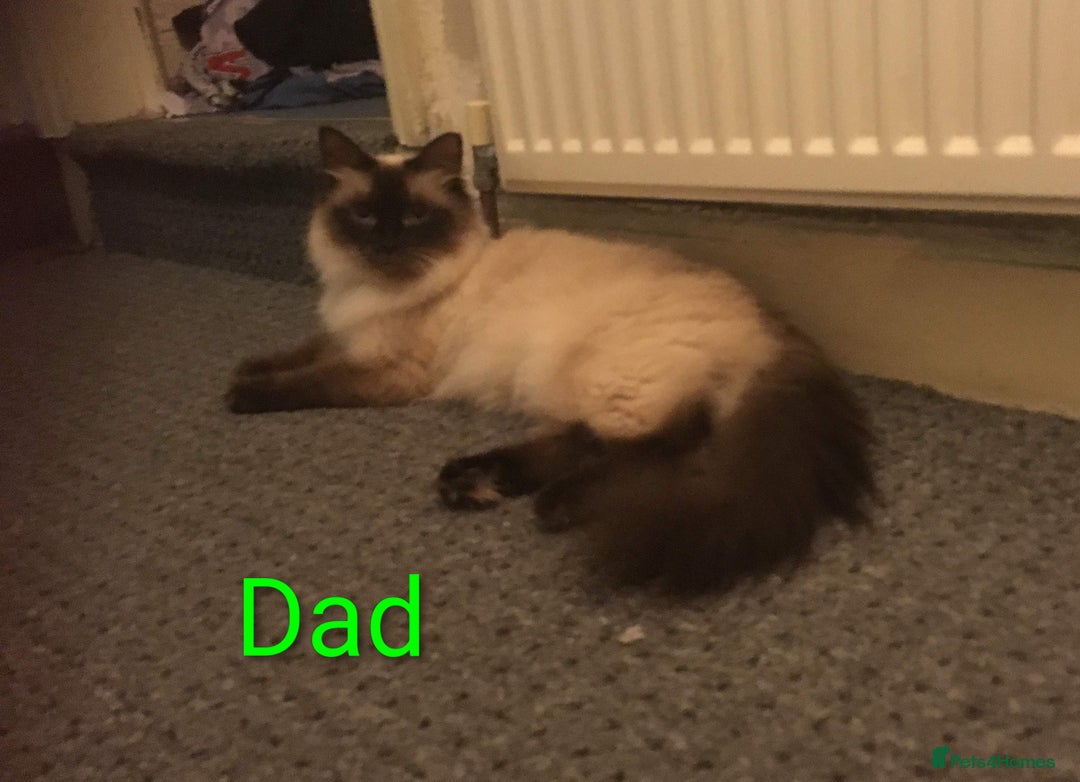Mixed Breed cats for sale: Beautiful Picasso Ragdoll x kittens - Image 5