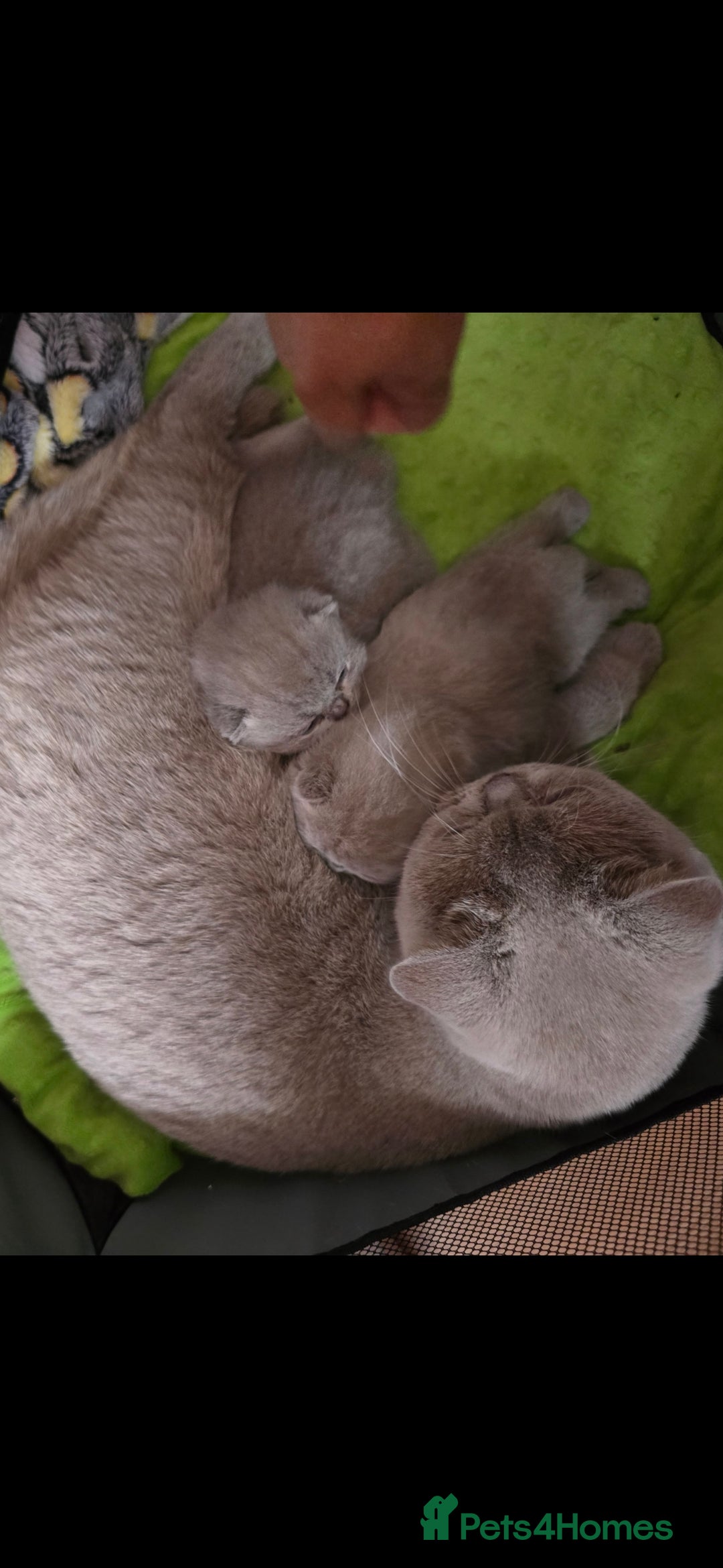 British Shorthair cats for sale: 2 LILAC BOYS CHUBBY BEAUTIES - Image 6
