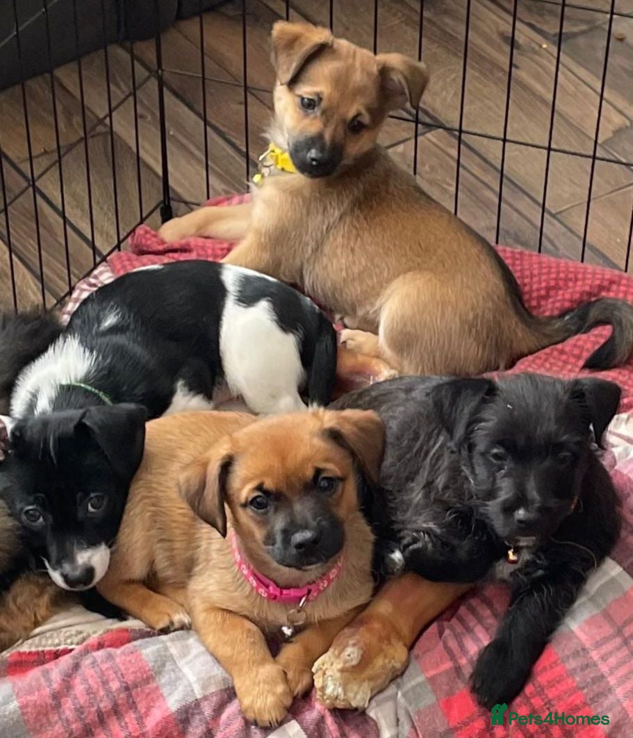 Mixed Breed dogs Shih tzu cross puppies - Advert 15