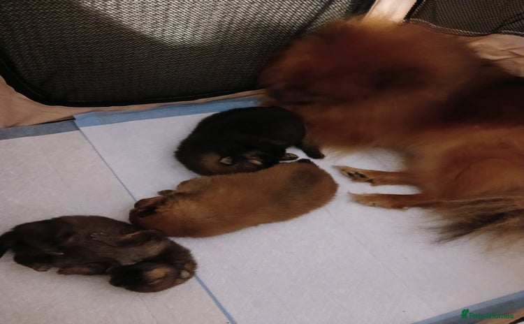 Pomeranian dogs - Advert 6