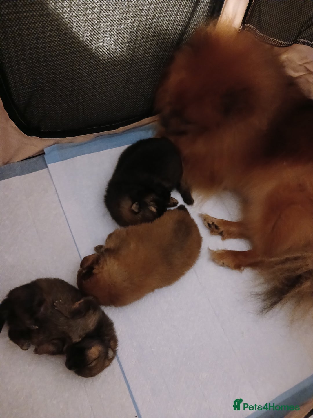 Pomeranian dogs for sale: Pomerian pups  - Image 1