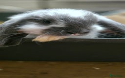 French Lop rabbits for sale: Beautiful French Lop Bunnies - Image 37