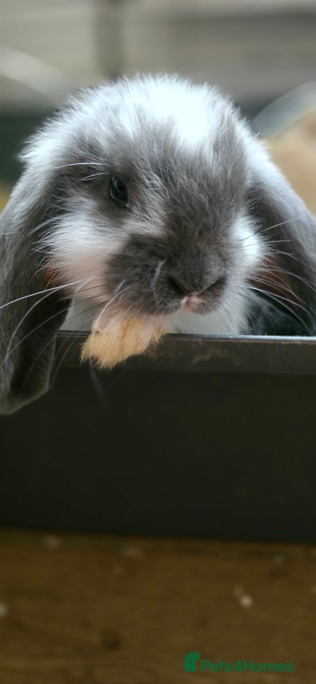 French Lop rabbits for sale: Beautiful French Lop Bunnies - Image 37