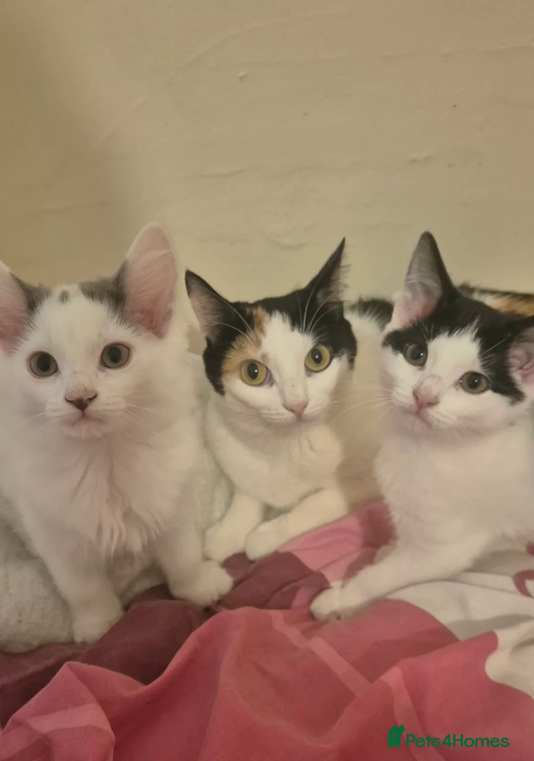 Mixed Breed cats for sale: Two kittens, one male and one female, mixed breed. in Mitcham - Advert 2