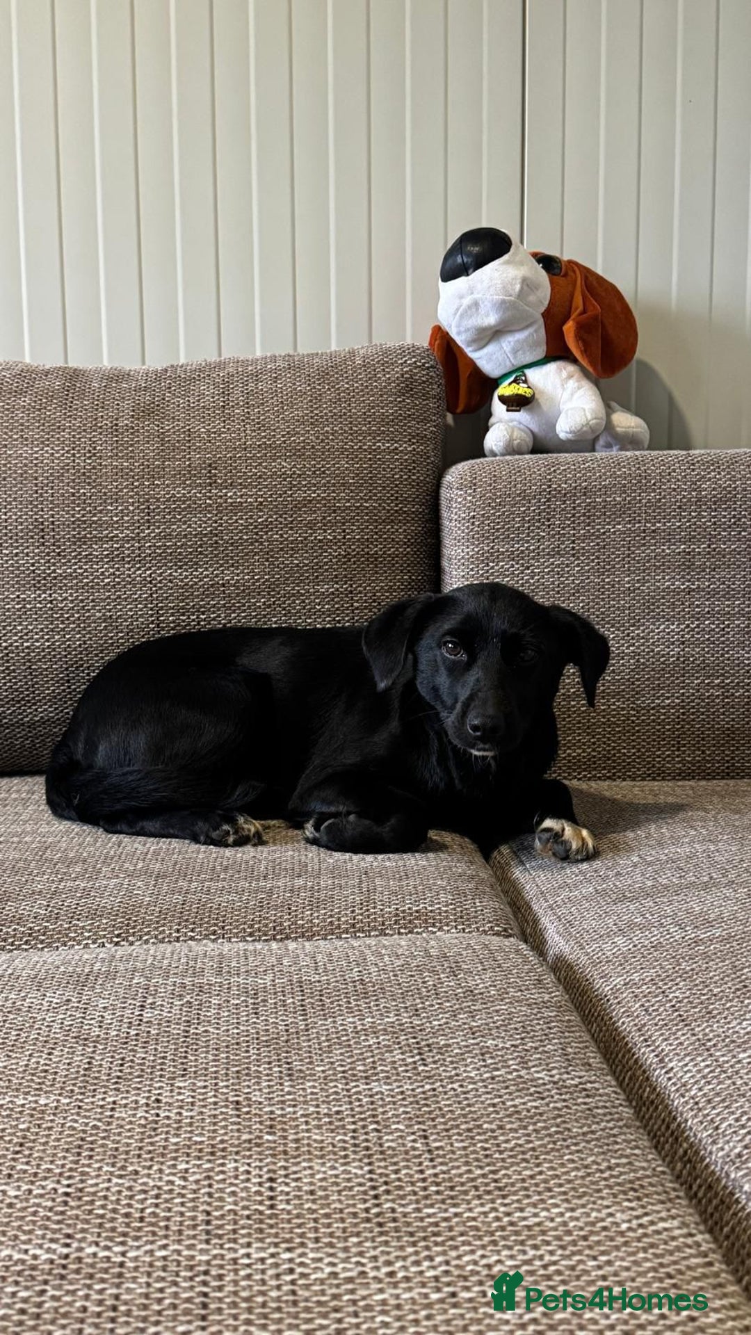 Mixed Breed dogs for adoption: Pretty little Barbie looking for love - Advert 3