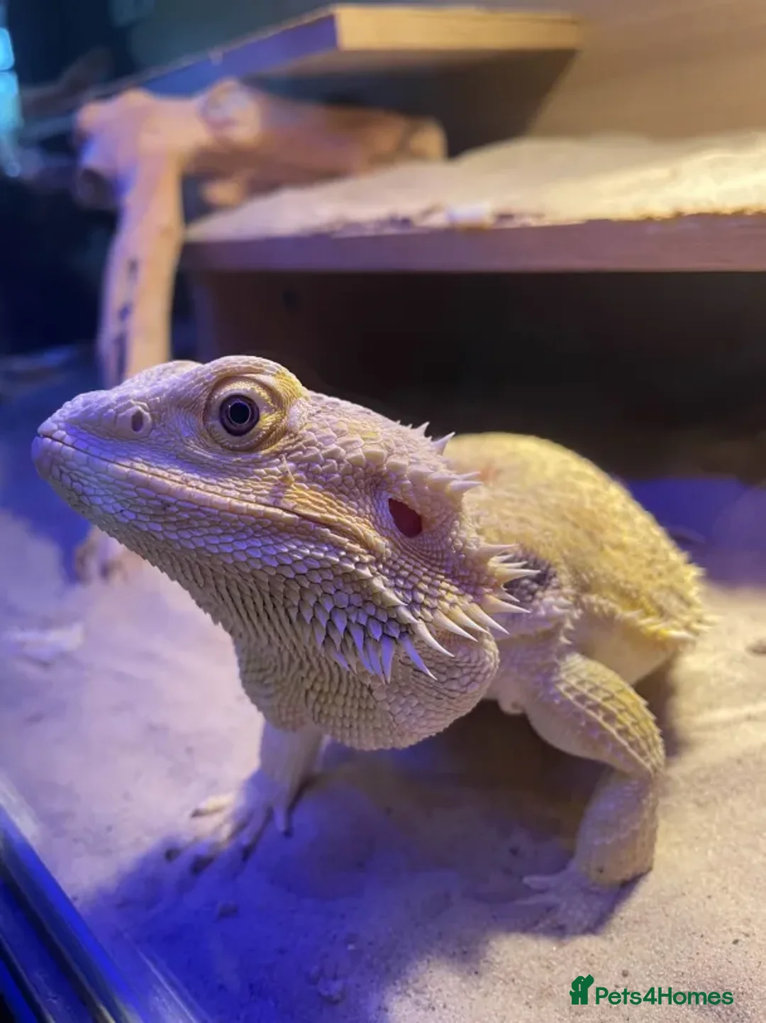 Bearded Dragon reptiles for sale: 5+ year old bearded dragon  - Image 4