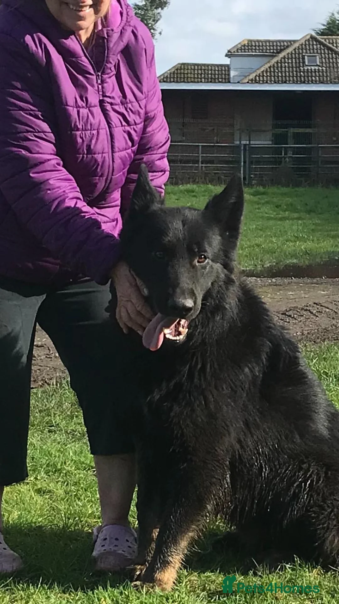 German Shepherd dogs for sale: Zeus-Gorgeous, jet black German shepherd boy - Advert 2