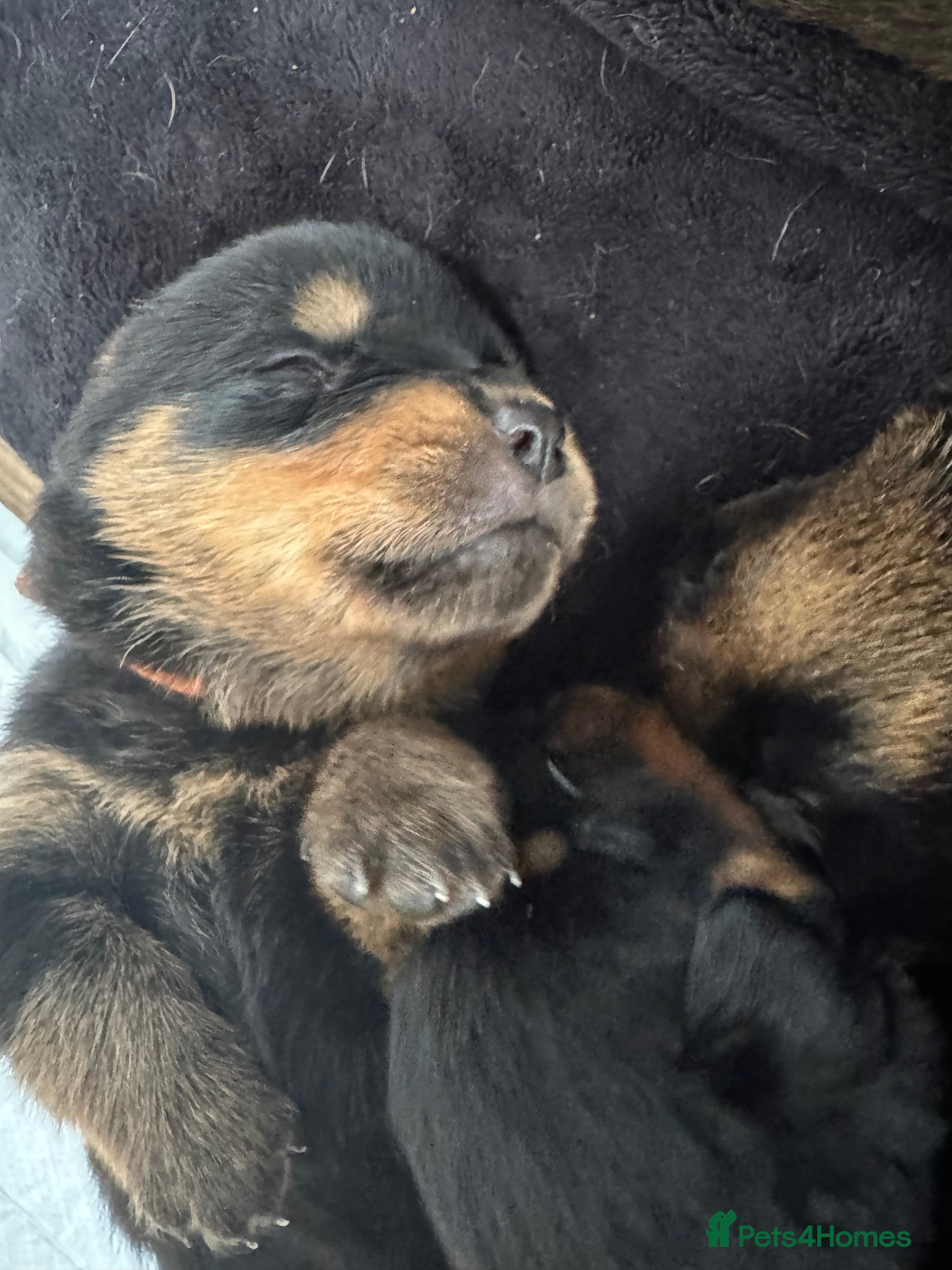 Rottweiler dogs for sale: Pedigree Rottweiler puppies for sale - Advert 33