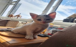 Bengal cats for sale: Bengal cross kittens  - Image 9