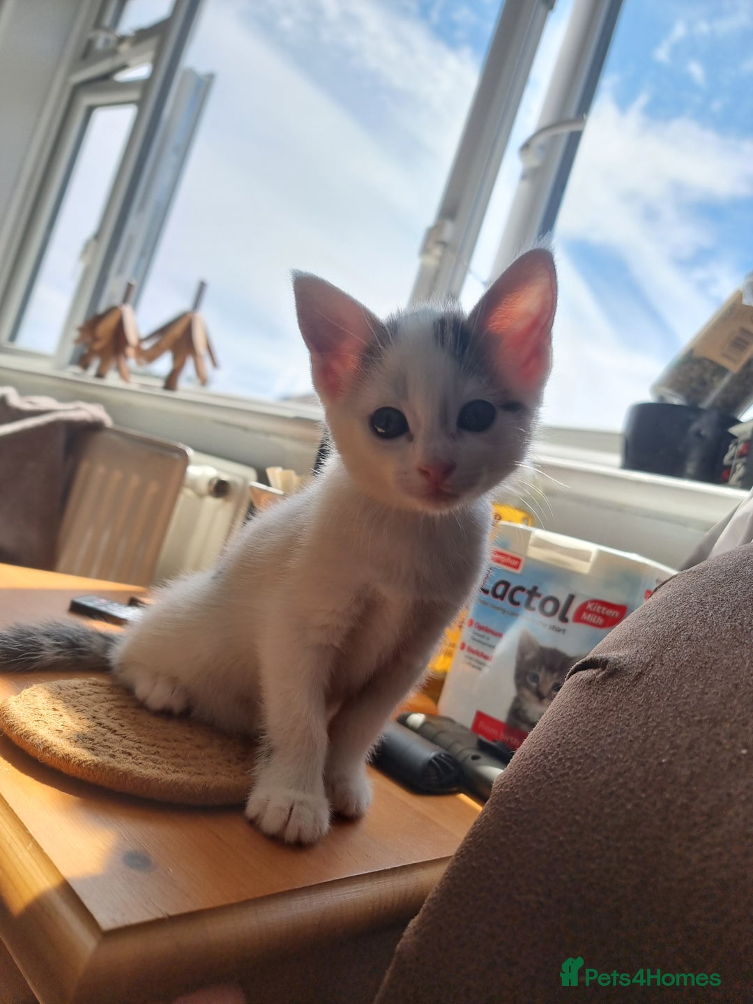 Bengal cats for sale: Bengal cross kittens  - Image 9