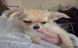 Chihuahua dogs for sale: Long haired chihuahua  - Image 18
