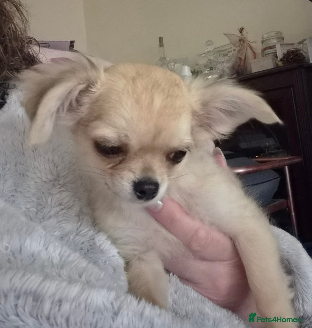Chihuahua dogs for sale: Long haired chihuahua  - Image 18