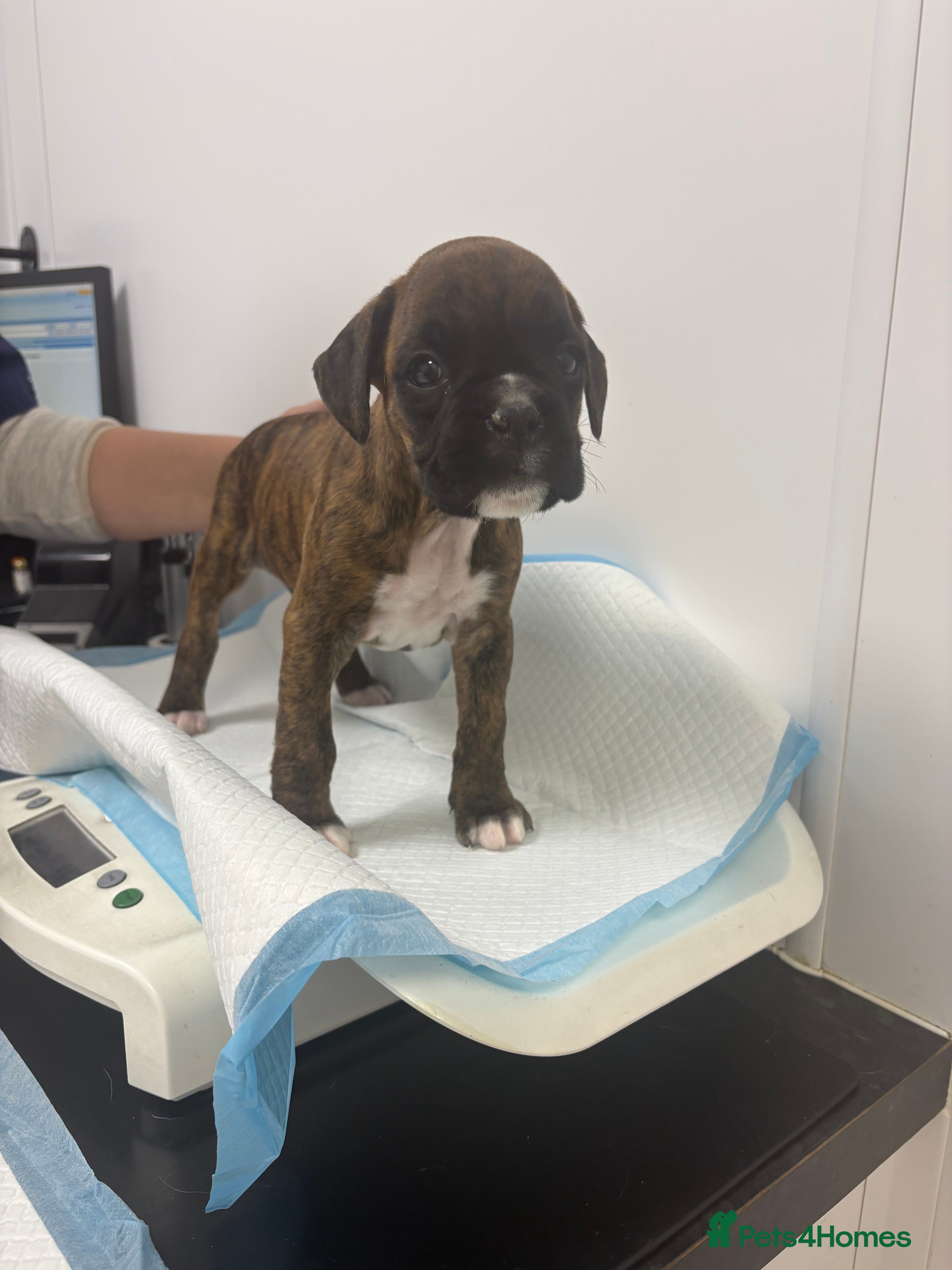 Boxer dogs READY NOW. LAST GIRL 🐶  - Advert 4