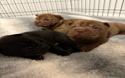 Shar Pei dogs for sale: Stunning Shar Pei Pups - Image 5