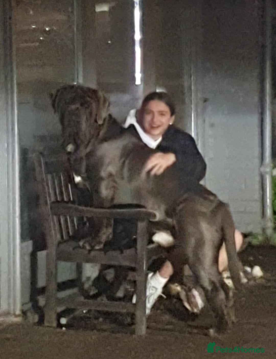Neapolitan Mastiff dogs Neopolitan mastiff stud  - Advert 1