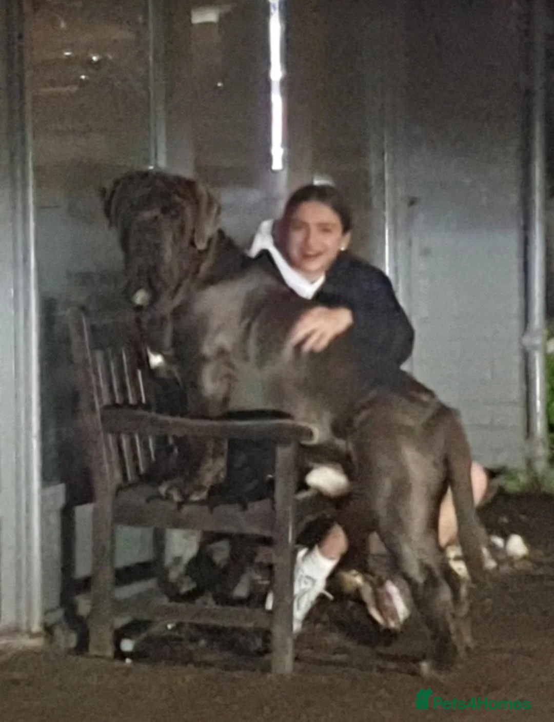 Neapolitan Mastiff dogs for stud: Neopolitan mastiff stud  - Advert 1