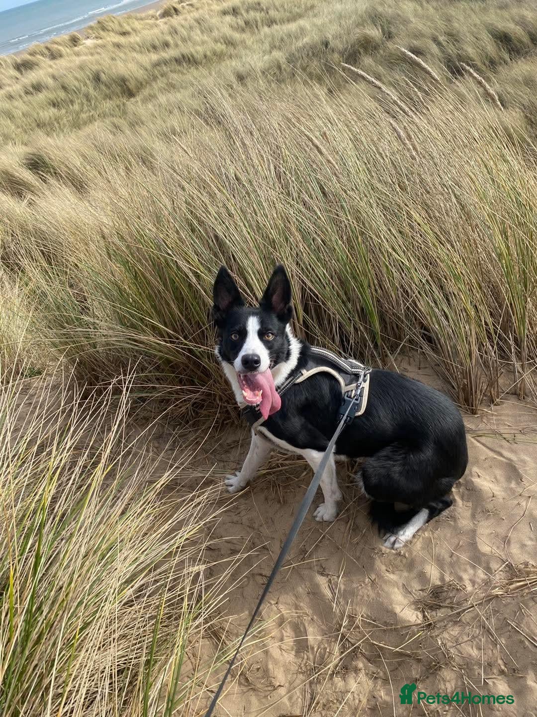 Border Collie dogs Border collie for sale/adoption - Advert 1