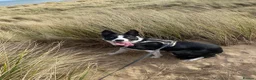 Border Collie dogs for sale: Border collie for sale/adoption in Redcar - Advert 1