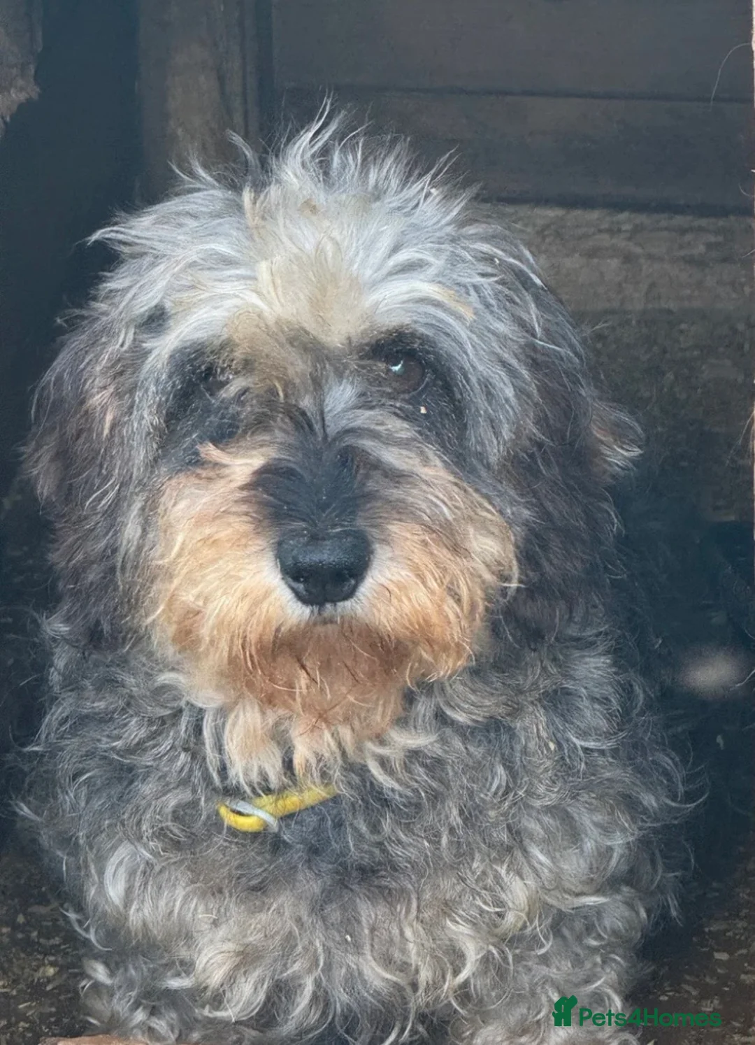 Jackshund dogs for sale: Female Wired Dachshund x Jack Russell - Advert 4