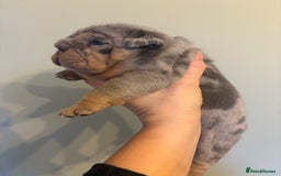 English Bulldog dogs for sale: KC Registered English Bulldogs - Image 12