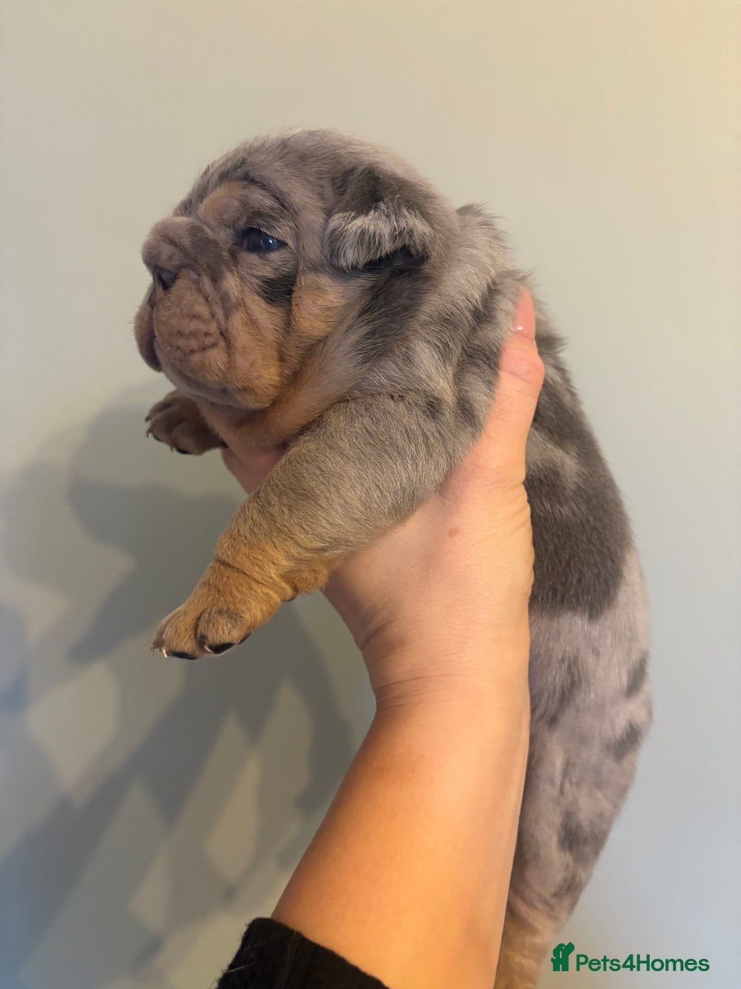 English Bulldog dogs for sale: KC Registered English Bulldogs - Image 12