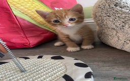 Mixed Breed cats for sale: British mixed breed - Image 3