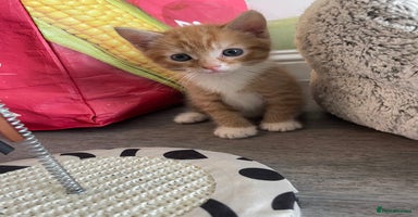 Mixed Breed cats - Advert 8