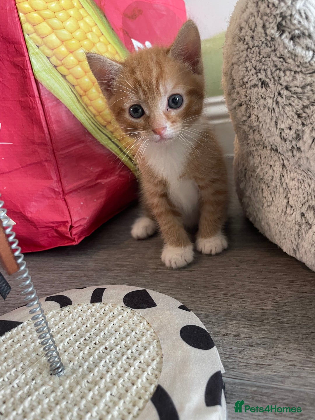 Mixed Breed cats for sale: British mixed breed - Image 3