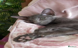 Oriental cats for sale: Full Pedigree Oriental 1 Kitten XL size ears GCCF - Image 29