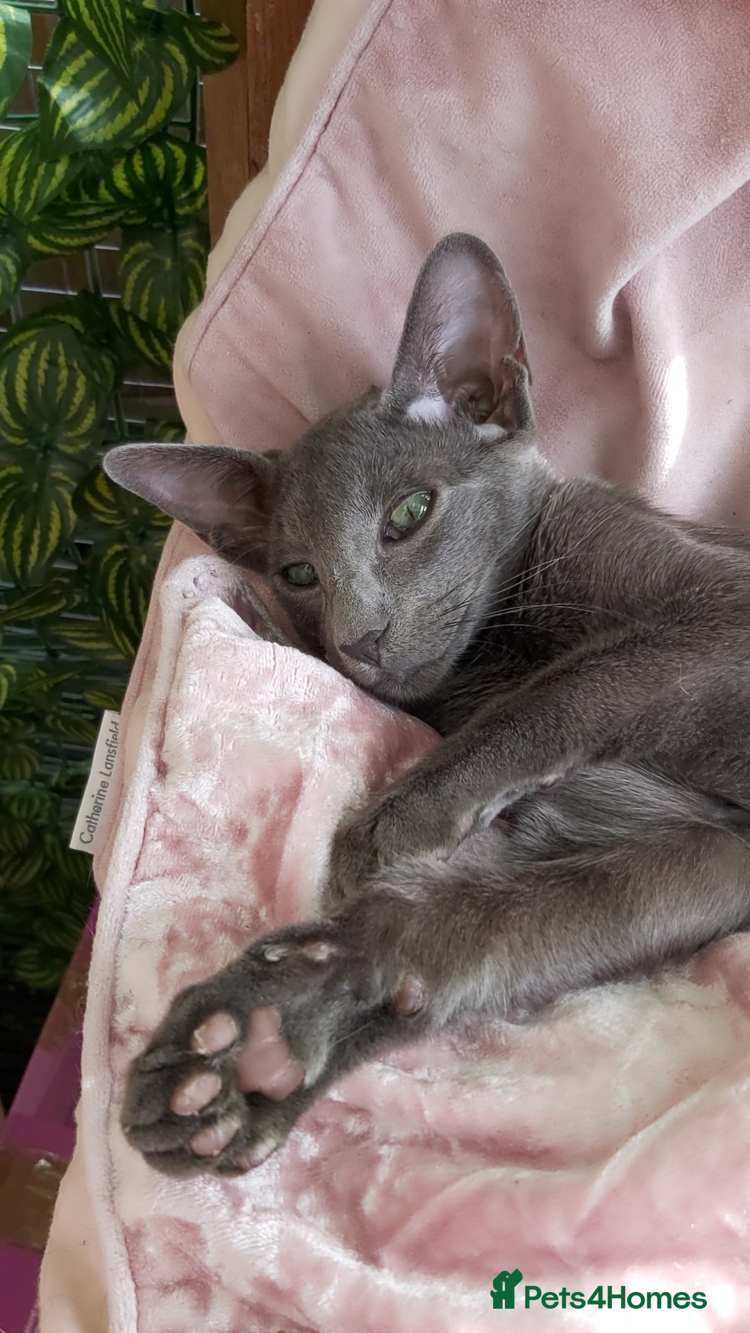 Oriental cats for sale: Full Pedigree Oriental 1 Kitten XL size ears GCCF - Image 29