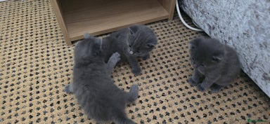 Russian Blue cats - Advert 2