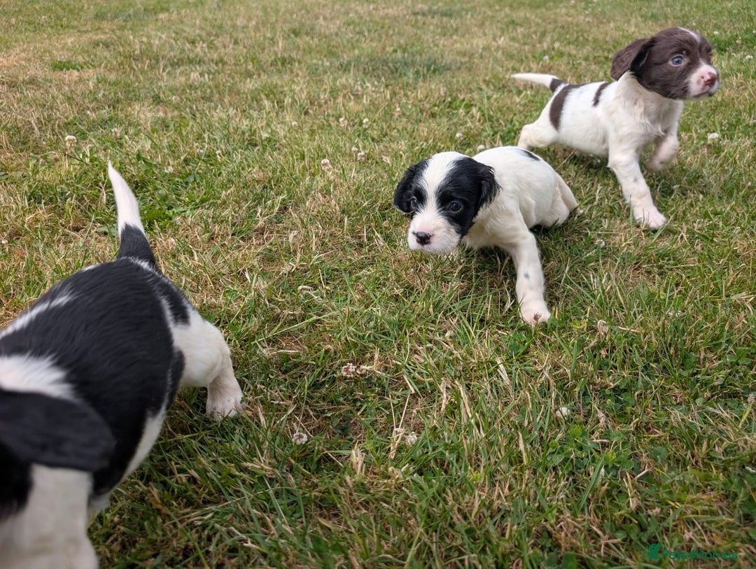 English Springer Spaniel dogs for sale: 8week old springer spaniels - Image 7