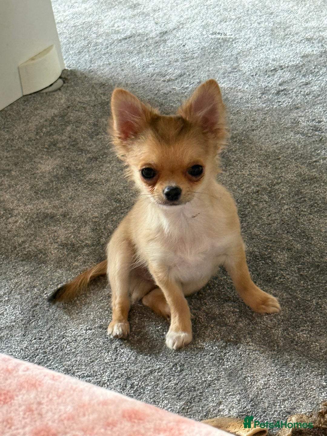 Chihuahua dogs for sale: Last show quality KC long coat Boy  - Advert 26