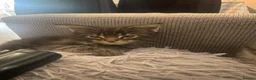 Maine Coon cats for sale: 4 fluffs for sale - Advert 17
