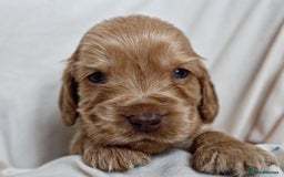 Cocker Spaniel dogs for sale: Beautiful family SHOW cocker spaniels LAST 2 - Image 17