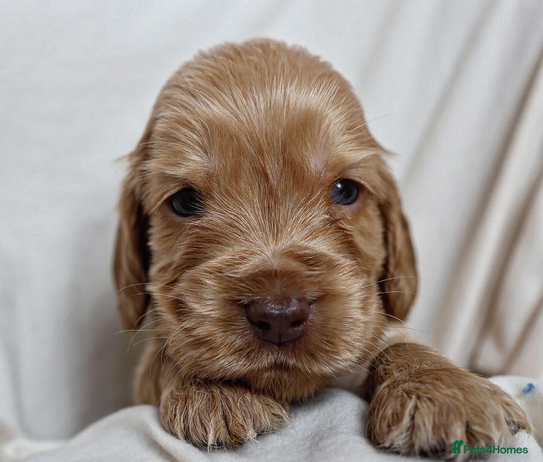 Cocker Spaniel dogs for sale: Beautiful family SHOW cocker spaniels LAST 2 - Image 17