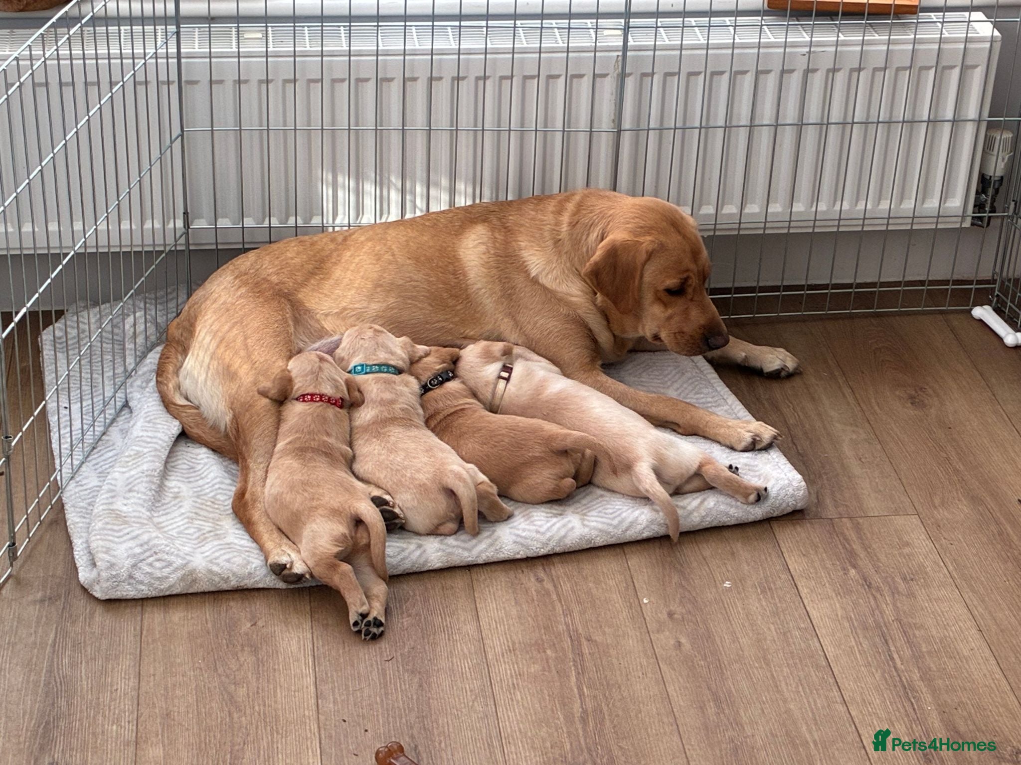 Labrador Retriever dogs KC Registered Labrador Puppies - Advert 1