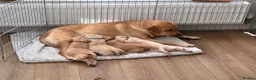 Labrador Retriever dogs for sale: KC Registered Labrador Puppies in Salisbury - Advert 1