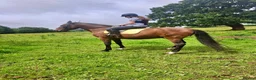 Andalusian horses for sale: ⭐ STUNNING ANDALUSIAN REGISTERED PRE GELDING – ⭐ - Advert 2