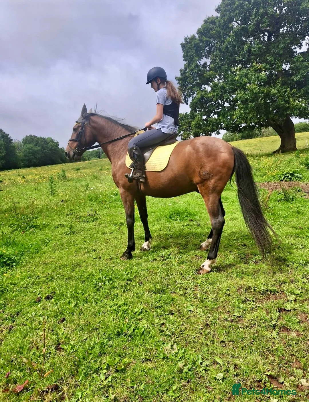 Andalusian horses for sale: ⭐ STUNNING ANDALUSIAN REGISTERED PRE GELDING – ⭐ - Advert 2