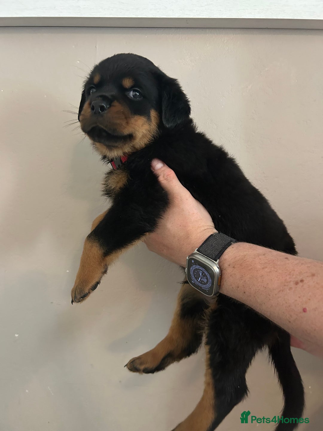Rottweiler dogs for sale: Chunky Rottweilers for Sale - Image 17