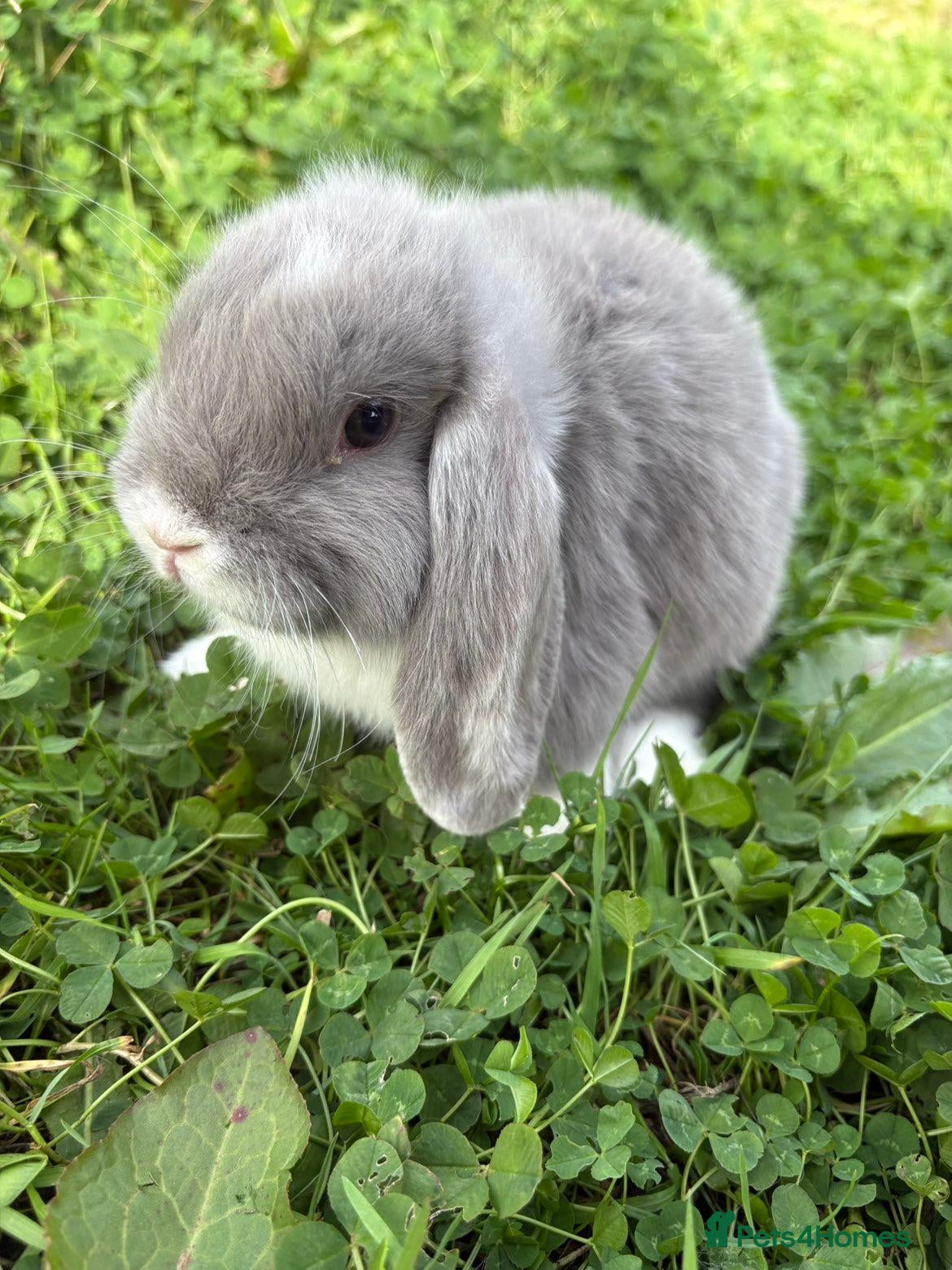 Mini Lop rabbits Baby Mini Lops - Advert 10