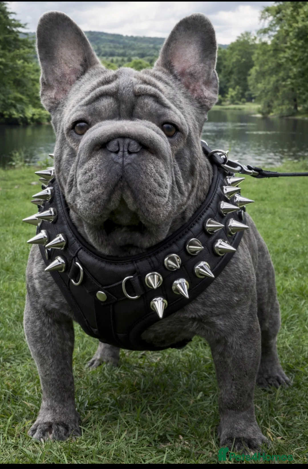 French Bulldog dogs for stud: HIGHEST QUALITY AVAILABLE  - Advert 1