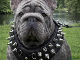 French Bulldog dogs HIGHEST QUALITY AVAILABLE - Advert 1